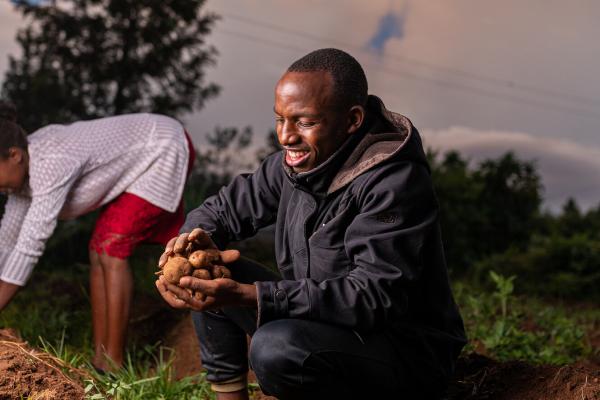 man harvests potatoes