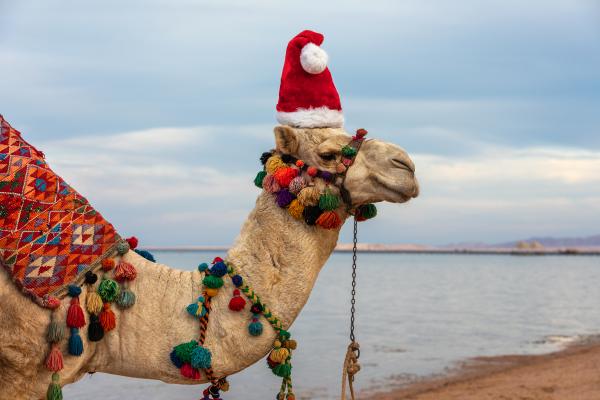 Camel in a christmas hat