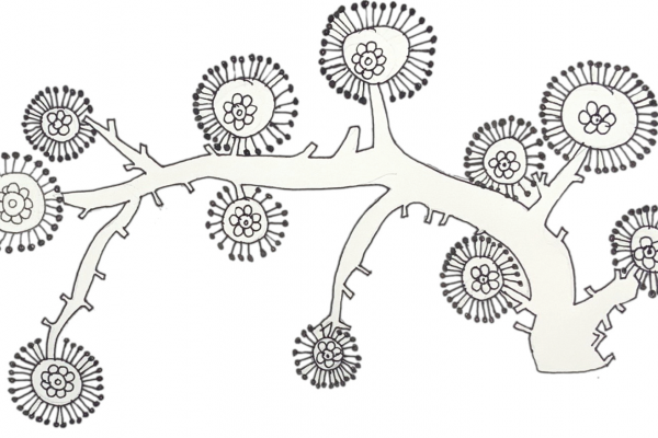 Sketch of a tree