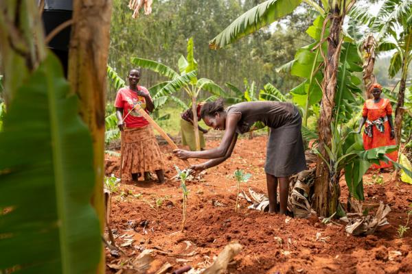 Kenyan women using intercropping farming techniques