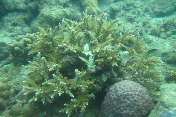 Healthy coral reef