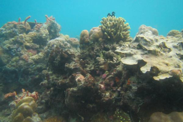 Healthy coral reef