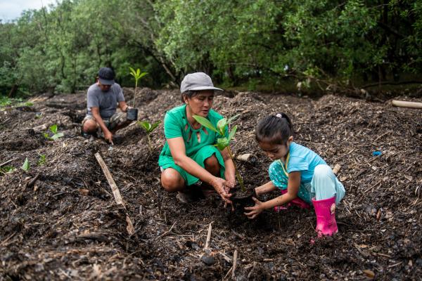 Family plants mangrove trees