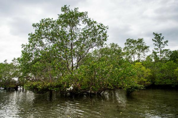 Mangrove tree