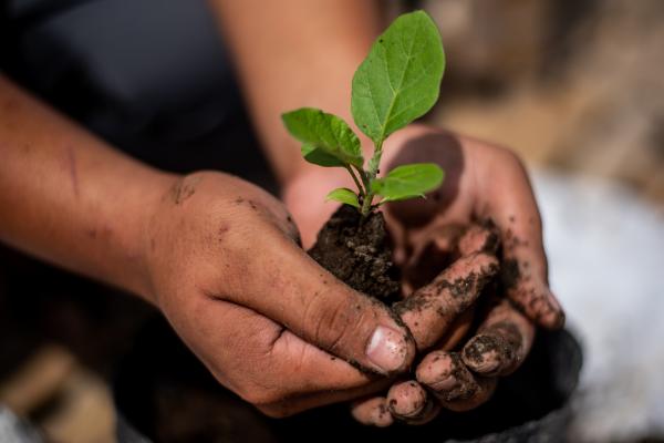 Hands holding seedling