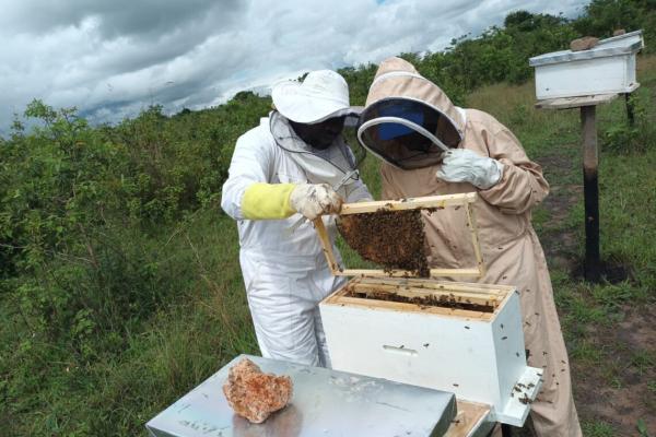 Youth group inspecting beehives
