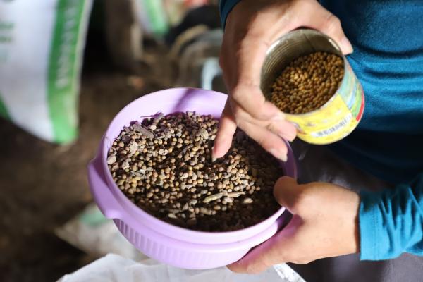 Bowl of mung beans