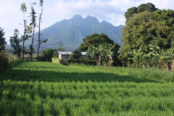 Landscape image of lush green fields and mountains of Volcanoes National Park.