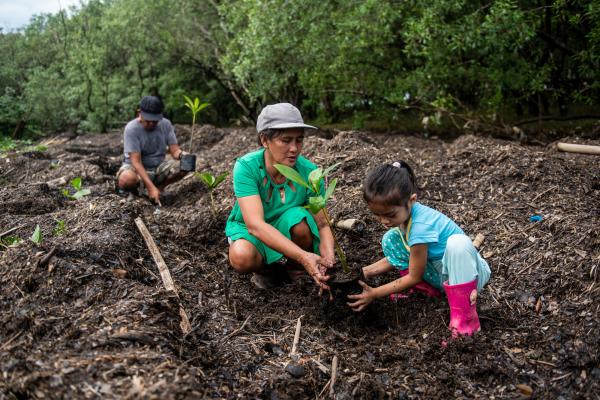 Family planting mangrove trees.