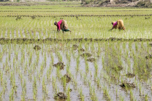 Two women bent over, working in a field 