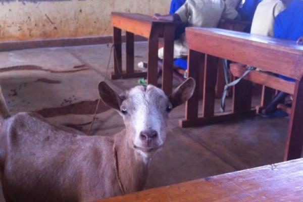 A goat is an unusual teaching aid, Rwanda A goat is an unusual teaching aid, Rwanda