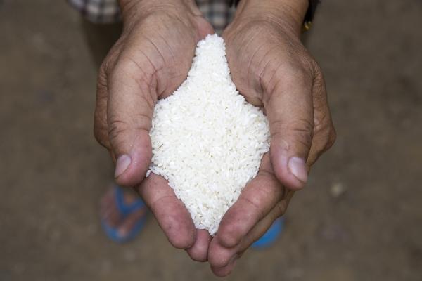 Rice in the hands of Pech Boeun, a farmer in Cambodia