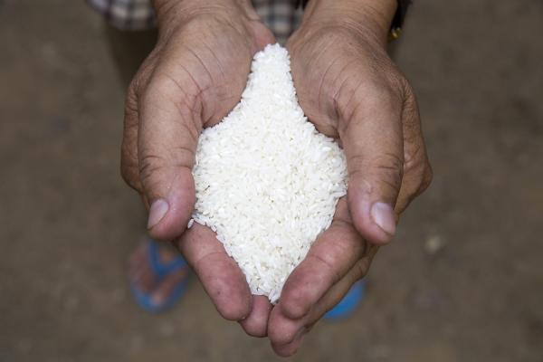 Rice in the hands of Pech Boeun, a farmer in Cambodia Rice in the hands of Pech Boeun, a farmer in Cambodia