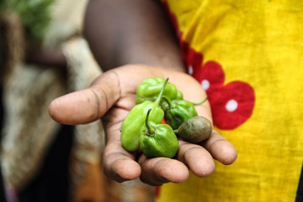 Chilies from a women-run farm supported by VSO's CASH project, Zanzibar
