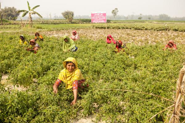 Members of an all-women farming collective in northern Bangladesh. Women working in a field in Bangladesh, farming.