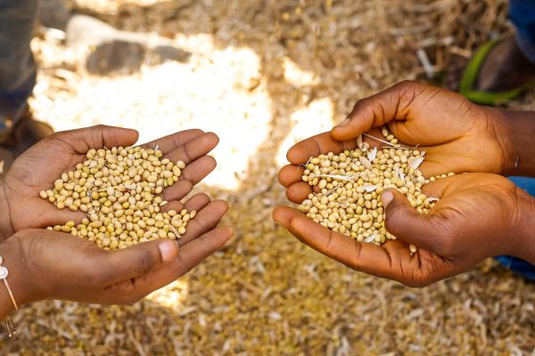 A sample of soya beans harvested at a training session in better farming practices. Two pairs of hands holding soya beans in Mokwa, Nigeria.