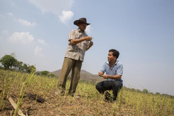 Volunteer Giovanni Villafuerte inspecting the crops and earth in the paddy fields of Banan in Cambodia