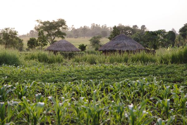 YELG project Uganda supports young people to earn a sustainable living YELG project Uganda supports young people to earn a sustainable living