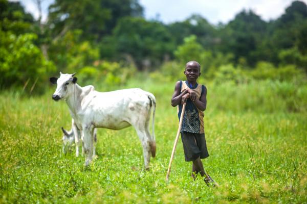 Young African cattle herder in the fields with his livestock